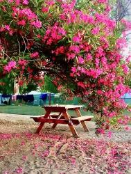 Почему Именно Кёйчегиз?